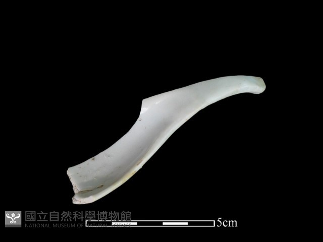 湯匙藏品圖，第2張