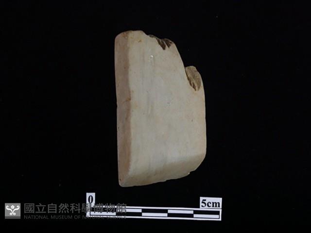 錛鑿形器藏品圖，第2張