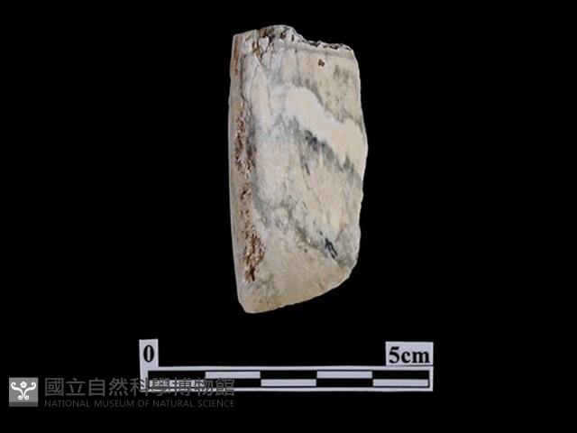 錛鑿形器藏品圖，第1張