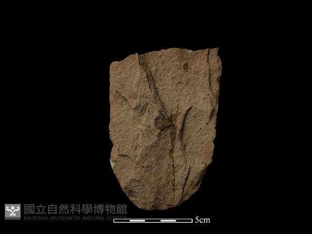 Accession Number:TPCN1-581 Collection Image, Figure 1, Total 2 Figures