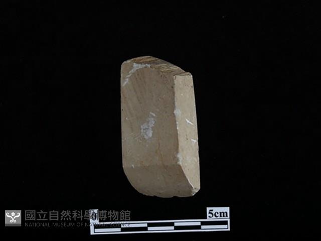 錛鑿形器藏品圖，第1張