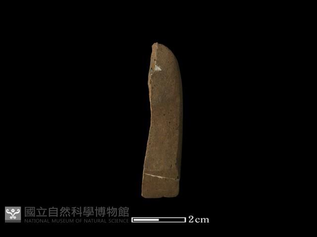 錛鑿形器藏品圖，第1張
