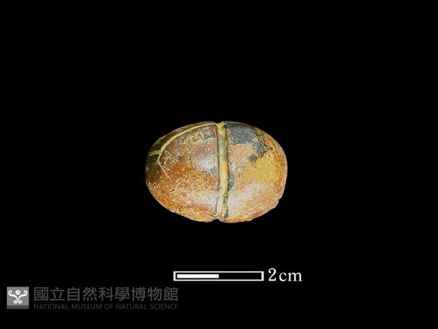 網墜藏品圖，第1張