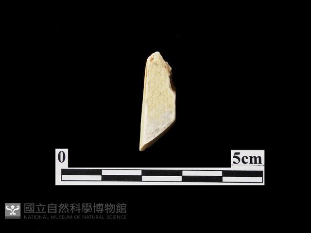 錛鑿形器藏品圖，第2張