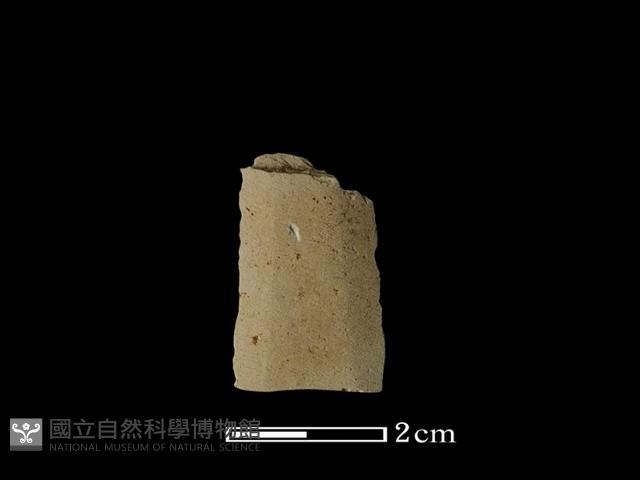 矛鏃形器藏品圖，第1張