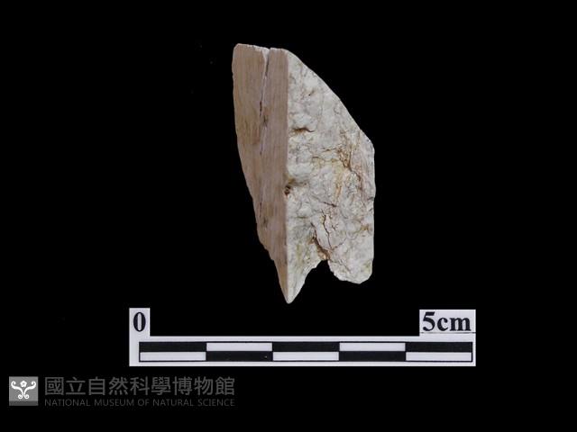 錛鑿形器藏品圖，第1張