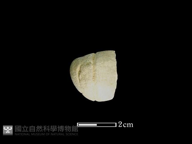 網墜藏品圖，第1張