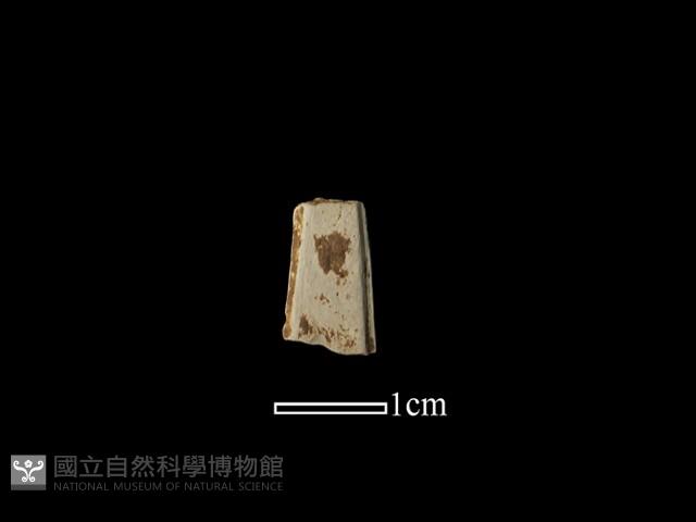 矛鏃形器藏品圖，第1張