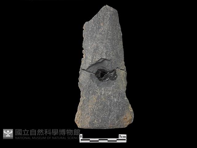 戈形器藏品圖，第1張