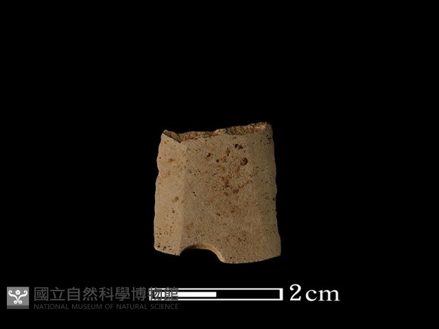 矛鏃形器藏品圖，第1張