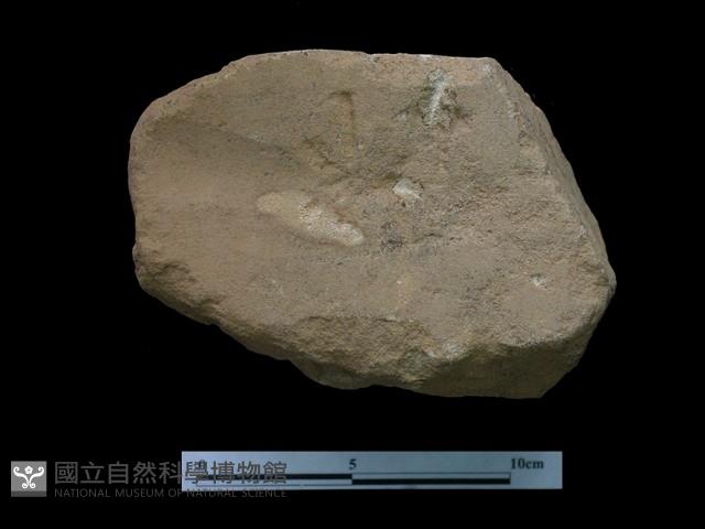 帶加工痕石材藏品圖，第2張