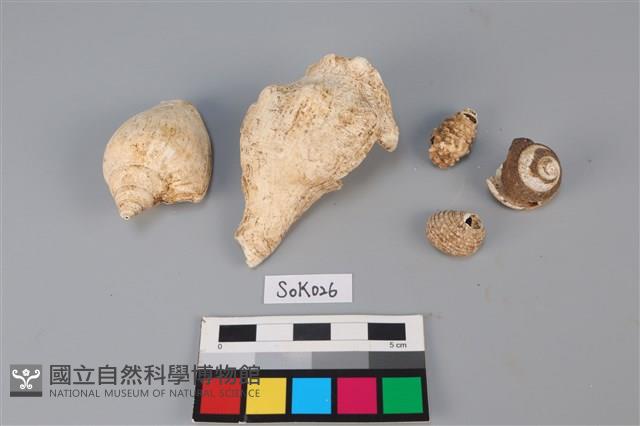 貝殼藏品圖，第1張