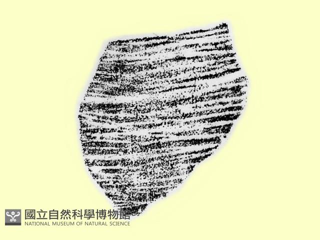 陶片藏品圖，第1張
