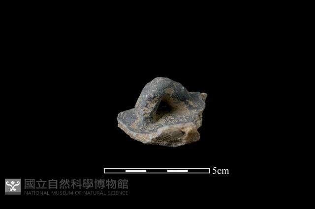 陶蓋鈕藏品圖，第2張