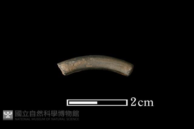 陶環藏品圖，第2張