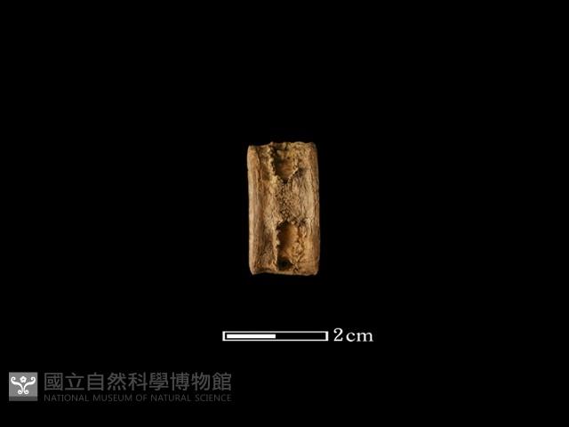魚骨珠藏品圖，第1張