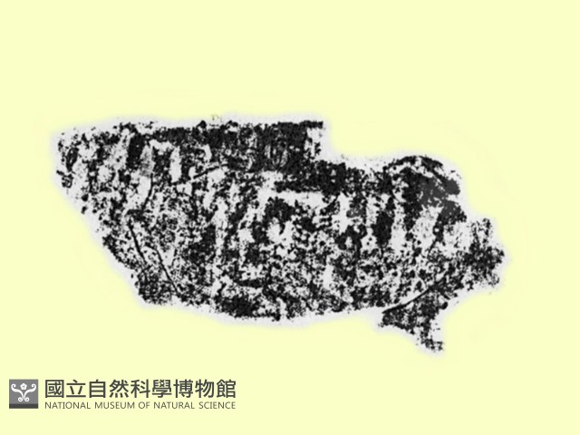 陶片藏品圖，第1張