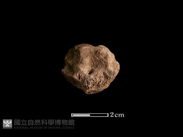 鹿骨藏品圖，第2張