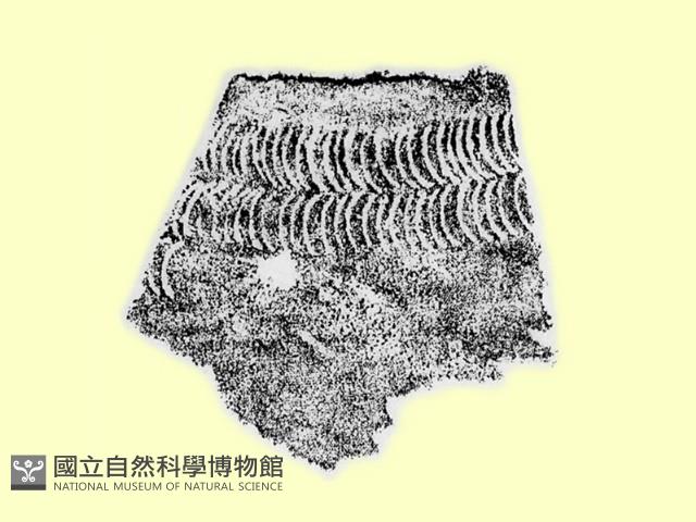 陶片藏品圖，第1張