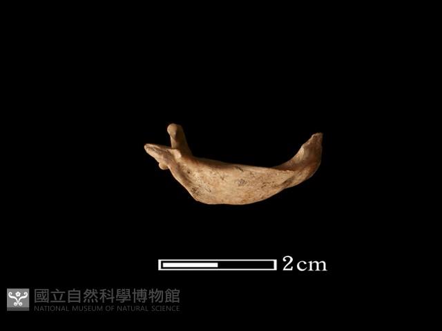 魚骨藏品圖，第2張