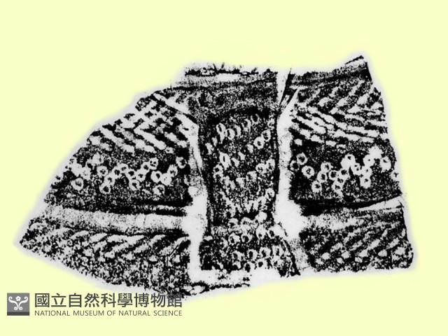 陶蓋鈕藏品圖，第1張