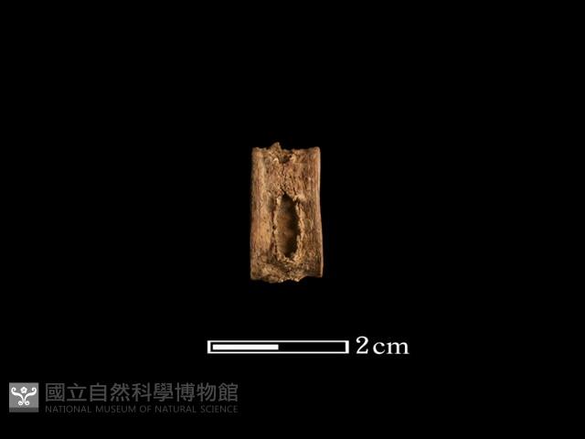 魚骨珠藏品圖，第2張