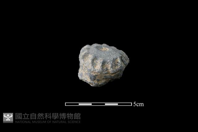陶蓋鈕藏品圖，第2張