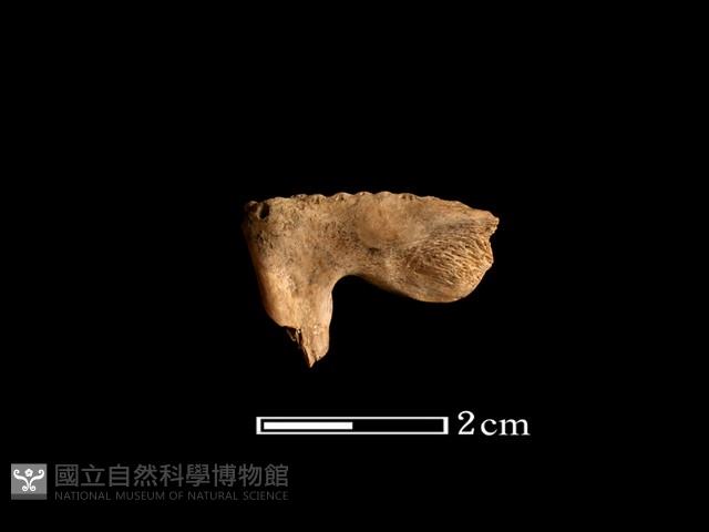 魚骨藏品圖，第2張