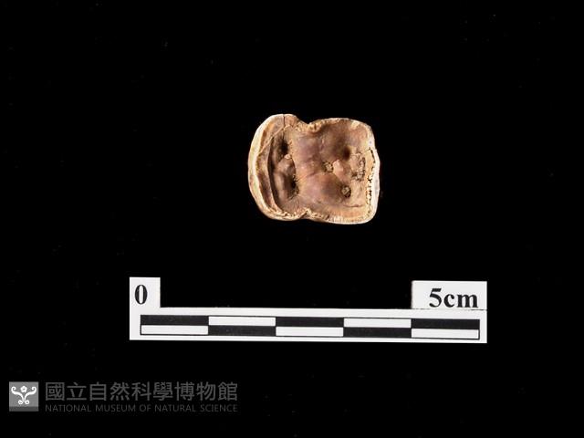 石材藏品圖，第3張