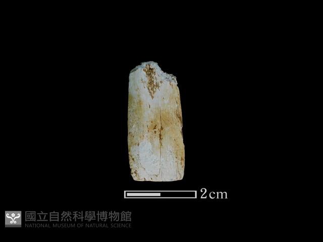 矛鏃形器藏品圖，第1張