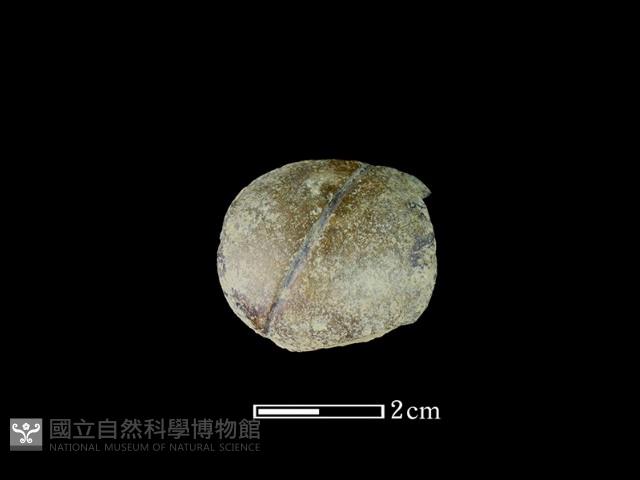 網墜藏品圖，第2張