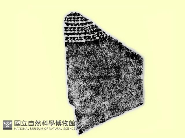 陶片藏品圖，第2張