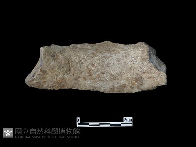 陶片藏品圖，第2張