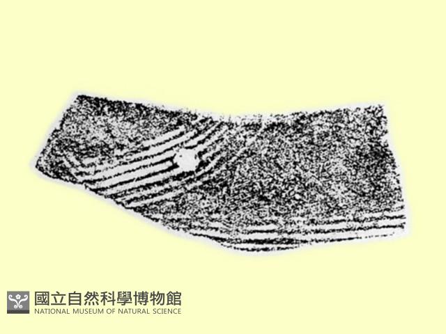 陶片藏品圖，第1張