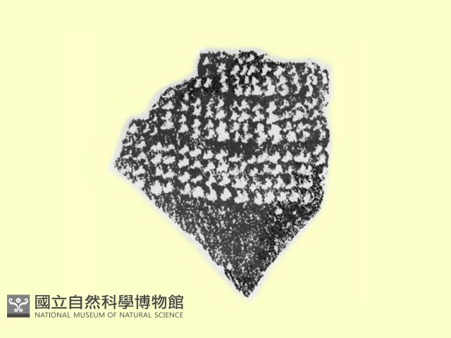 陶片藏品圖，第1張