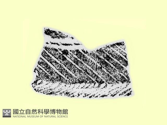 陶片藏品圖，第1張