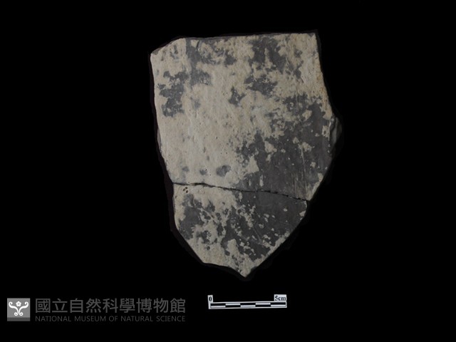 陶片藏品圖，第2張