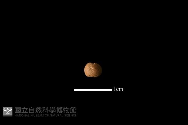 陶珠藏品圖，第1張