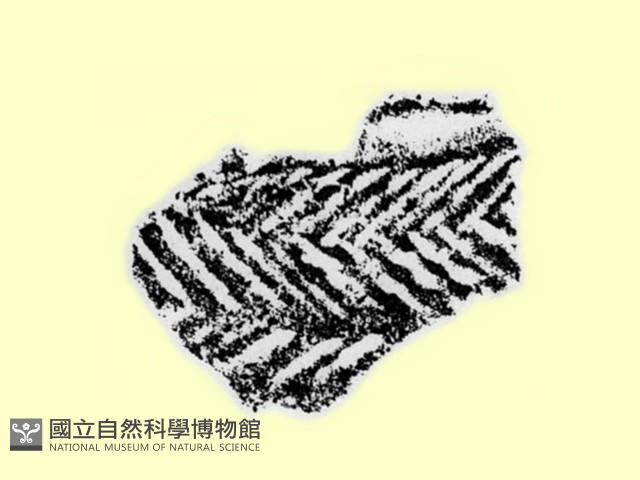 陶片藏品圖，第1張