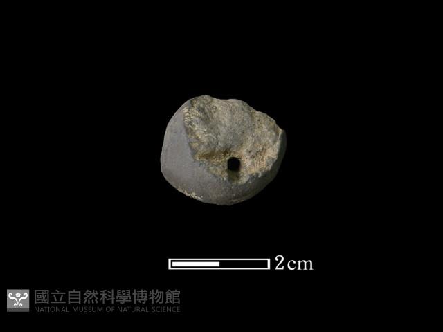 紡輪藏品圖，第2張