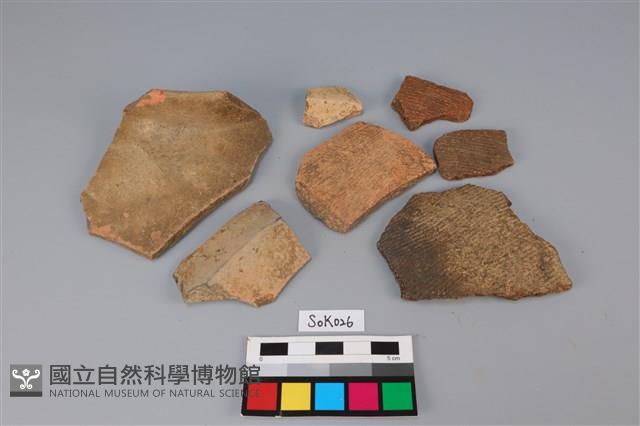 貝殼藏品圖，第3張