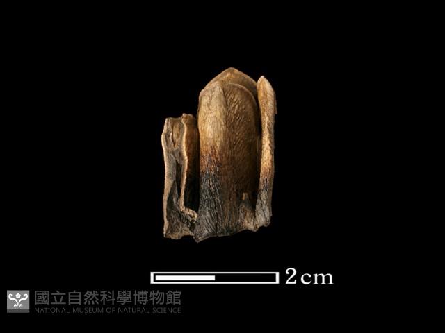 鹿骨藏品圖，第4張