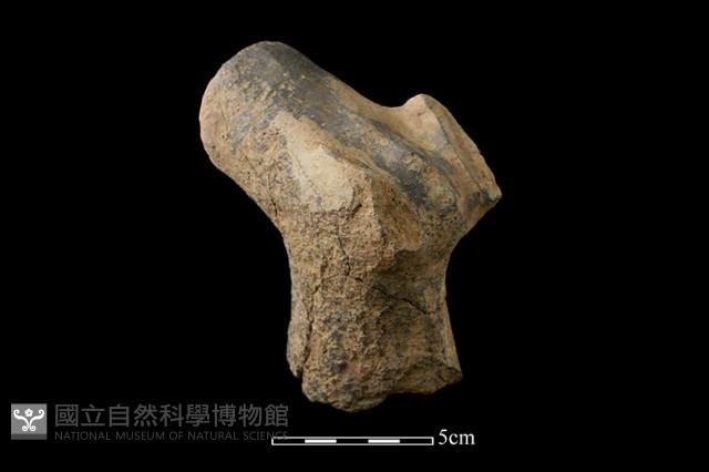陶偶藏品圖，第5張