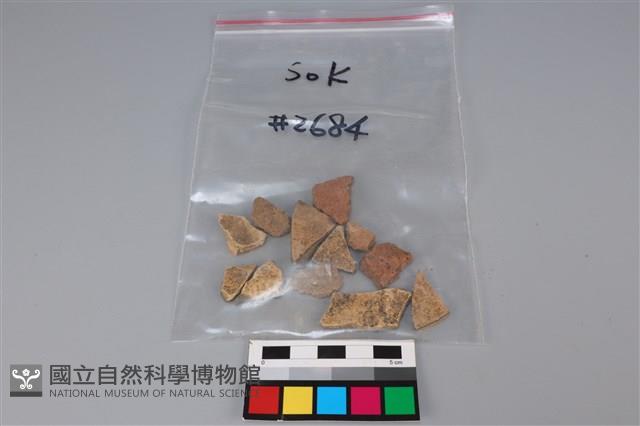 貝殼藏品圖，第5張