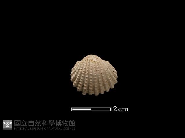 血蚶藏品圖，第1張
