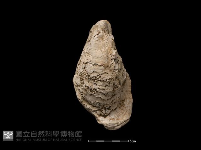 大牡蠣藏品圖，第1張