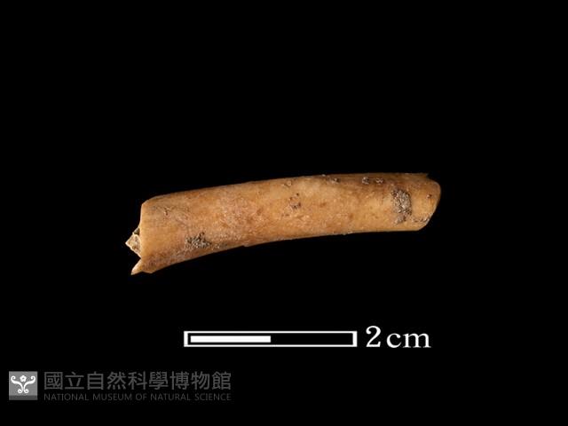 獸骨藏品圖，第1張