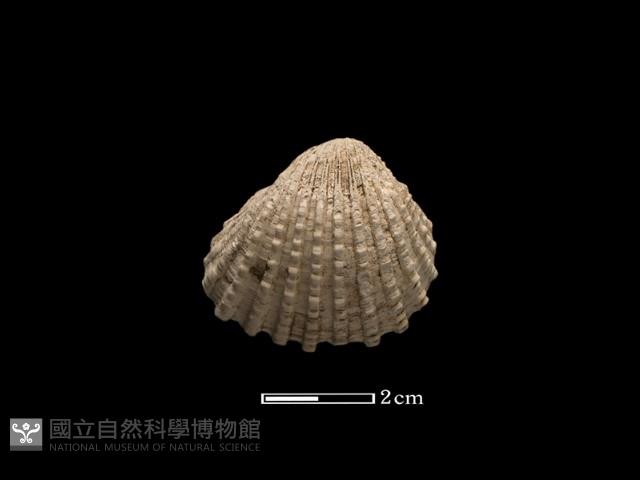 血蚶藏品圖，第2張