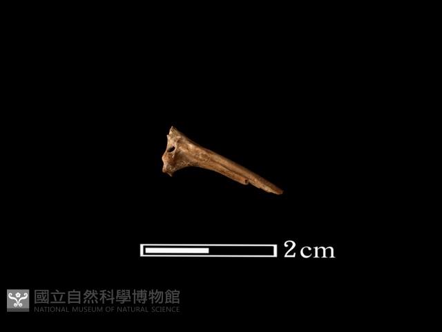 魚骨藏品圖，第1張