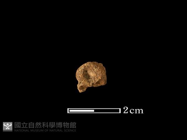 豬骨藏品圖，第2張